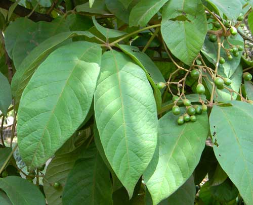 Meru Oak, Vitex keniensis, Nairobi, Kenya, photo © by Michael Plagens