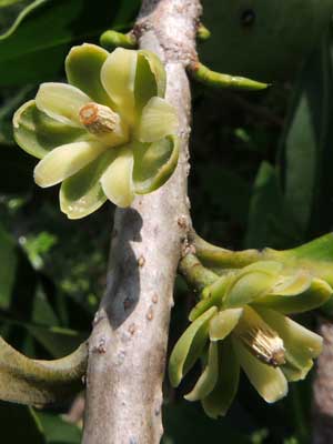 Warburgia ugandensis flowers in Kenya, photo © by Michael Plagens