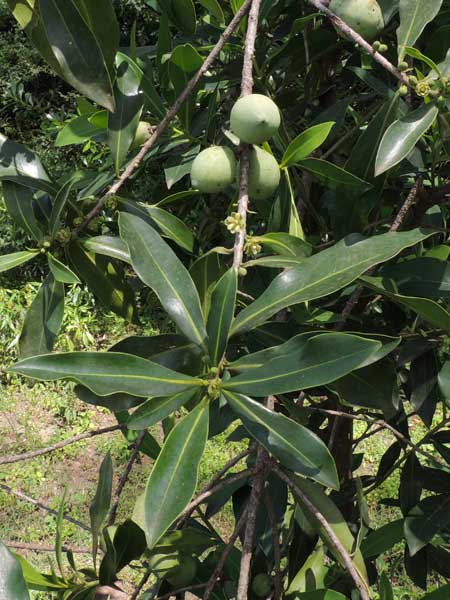 African Greenheart, Warburgia ugandensis, in Kenya, photo © by Michael Plagens