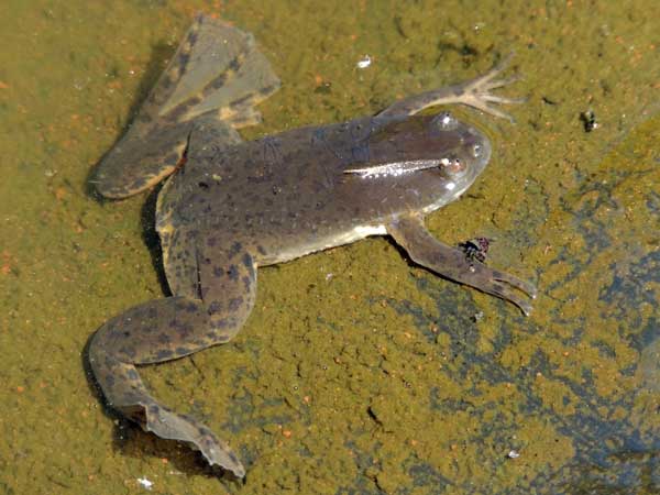 Xenopus victorianus, African Clawed Frog, photo © by Michael Plagens