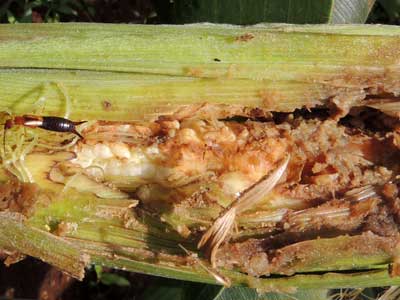 damaged ear corn, Zea mays, in Kenya, photo © by Michael Plagens