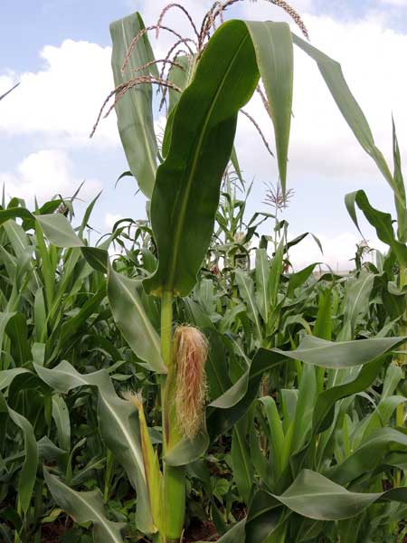 cultivated corn, Zea mays, in Kenya, photo © by Michael Plagens