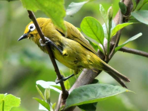 African Yellow White-eye, photo © by Michael Plagens.