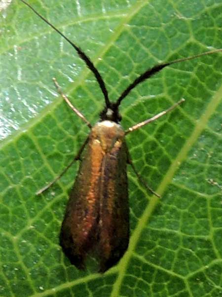 Skeletonizer Moth, Zygaenidae, from Iten, Kenya. Photo © by Michael Plagens