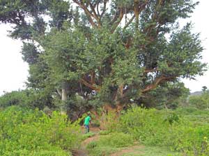 Grand fig trees offer habitat to many land birds, Lake Bogoria, Kenya, photo © by Michael Plagens