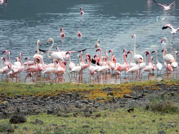 Greater and Lesser Flamingoes at Lake Bogoria, Kenya, photo © by Michael Plagens