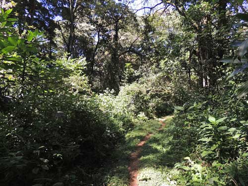 Trail through Kakamega Forest National Preserve, photo © by Michael Plagens