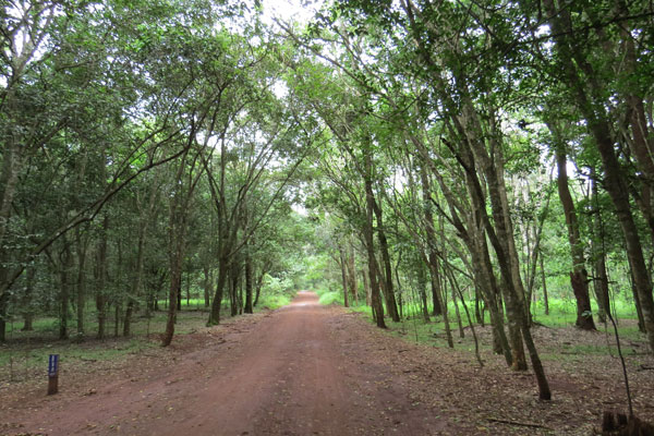 Karura Forest, Nairobi, Kenya, photo © by Mwangi Gitau