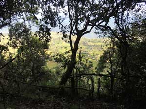 Among the trees are monkeys and birds, Kerio View, Kenya, photo © by Michael Plagens