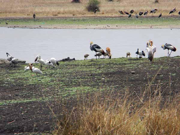 birds at a waterhole in Nairobi National Park photo © by Michael Plagens