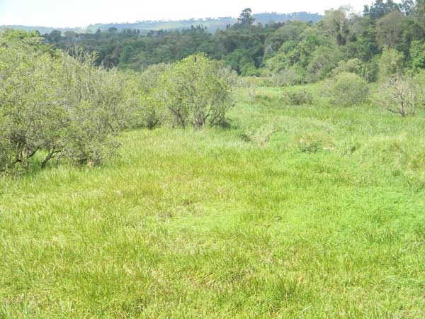 grassy swale at Saiwa Swamp, Kenya, photo © by Michael Plagens