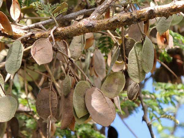 Gum Acacia, Acacia senegal, Machakos, Kenya, photo © by Michael Plagens