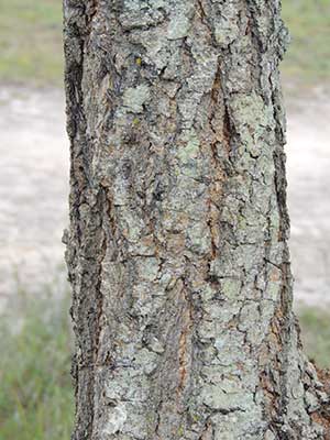 Gum Acacia, Acacia senegal, Machakos, Kenya, photo © by Michael Plagens