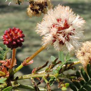 Inflorescence of Acacia xanthophloea photo © Michael Plagens