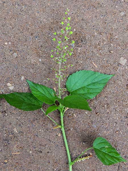 a herbaceous Acalypha, photo © by Michael Plagens