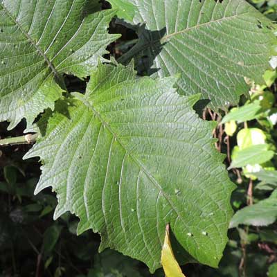 Acanthaceae, possibly Brillantaisia sp., from Kakamega Forest, Kenya, photo © by Michael Plagens