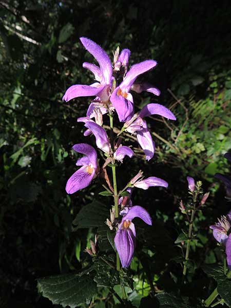 Acanthaceae, possibly Brillantaisia sp., from Kakamega Forest, Kenya, photo © by Michael Plagens