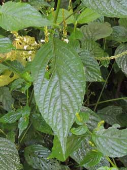 Acanthaceae, possibly Justicia sp., from Kakamega Forest, Kenya, photo © by Michael Plagens