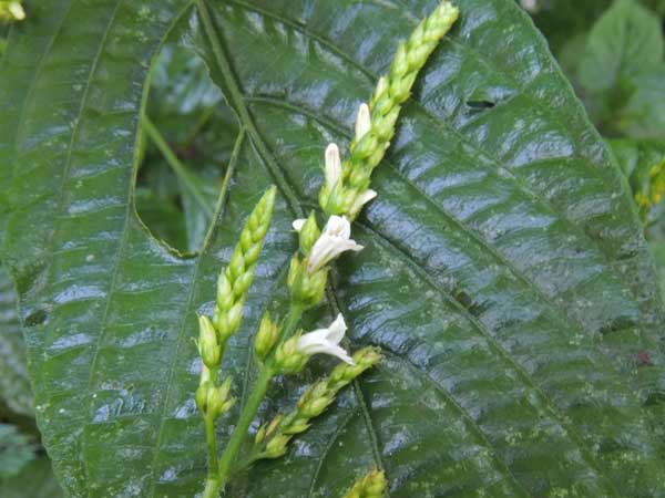 Acanthaceae, possibly Justicia, from Kakamega Forest, Kenya, photo © by Michael Plagens