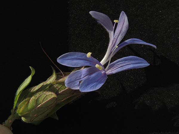 Acanthaceae, possibly Justicia sp., from Voi, Kenya, photo © by Michael Plagens