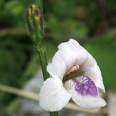 Acanthaceae, possibly Asystasia sp., from Wundanyi, Kenya, photo © by Michael Plagens