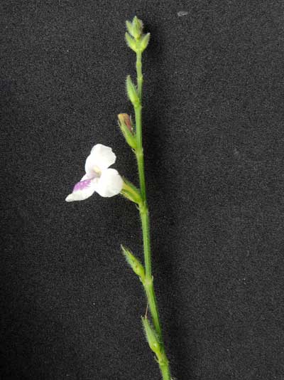 Acanthaceae, possibly Asystasia, from Wundanyi, Kenya, photo © by Michael Plagens