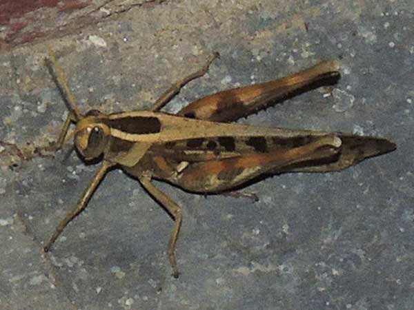 a bird grasshopper, Heteracris, Acrididae, Kenya, photo © by Michael Plagens