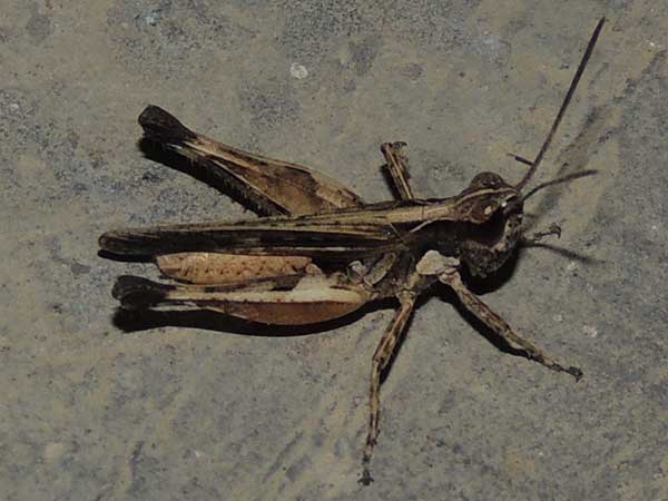 grasshopper with eyespots and a disruptive color pattern, f. Acrididae, Kenya, photo © by Michael Plagens