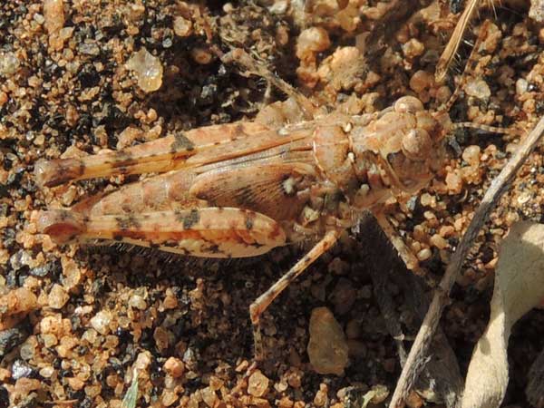 grasshopper marked like its gravel substrate, Acrotylus, f. Acrididae, Kenya, photo © by Michael Plagens