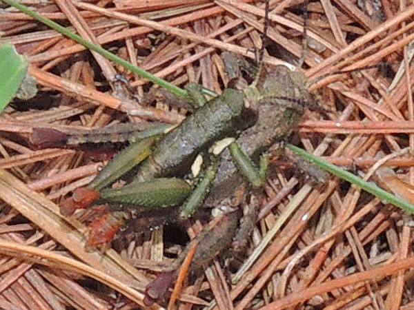 male and female green grasshopper with femur ends, f. Acrididae, Kenya, photo © by Michael Plagens