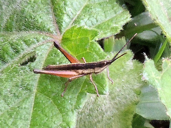 a silent slant-faced grasshopper, Acrididae, Kenya, photo © by Michael Plagens