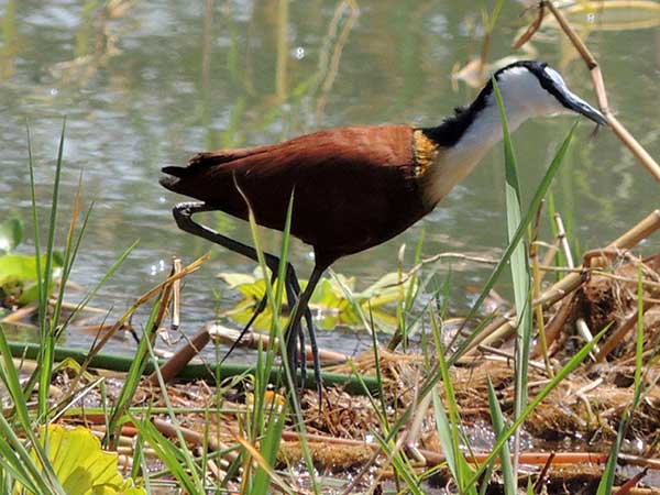 African Jacana, Actophilornis africanus, photo © by Michael Plagens