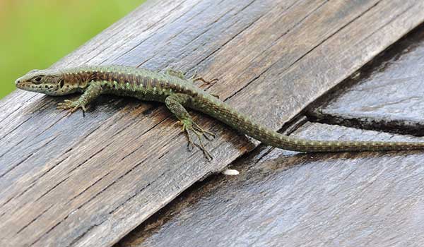 Adolfus jacksoni, Jackson's Forest Lizard, photo © by Michael Plagens