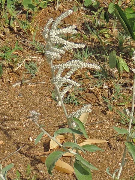 Aerva leucura in Kenya, photo © by Michael Plagens