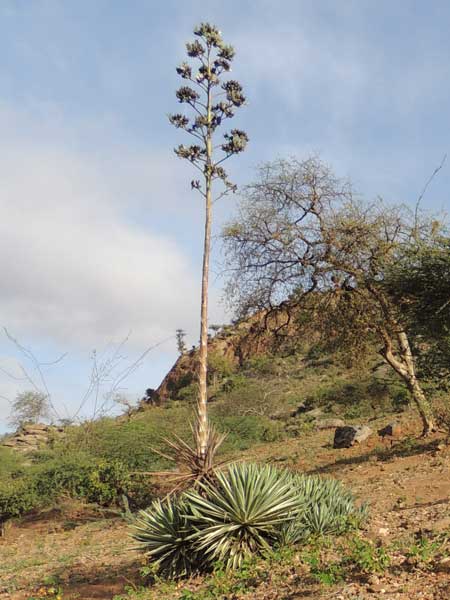 Agave sisalana by Michael Plagens