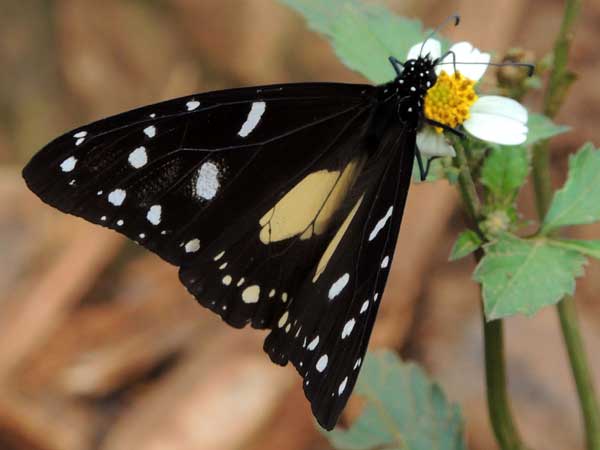 Chief Butterfly, Amauris echeria, from Kakamega, Kenya. Photo © by Michael Plagens