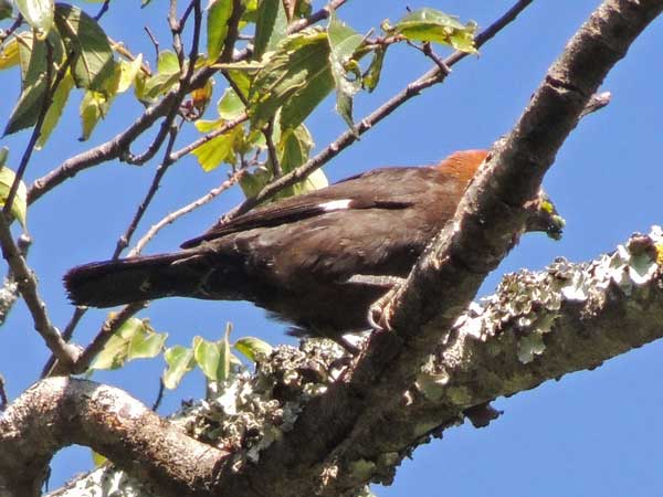 Grosbeak-Weaver, Amblyospiza albifrons, photo © by Michael Plagens.