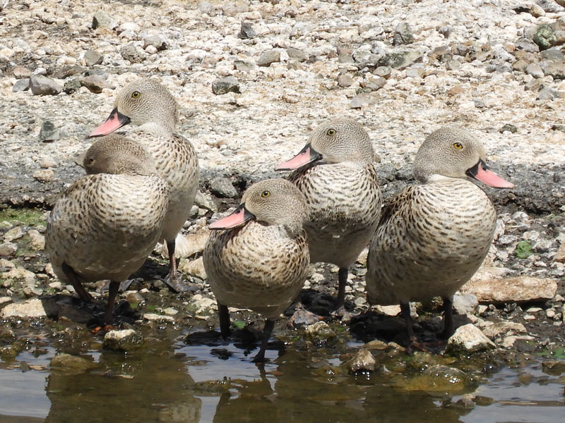 Cape Teal, Anas capensis by Michael Plagens