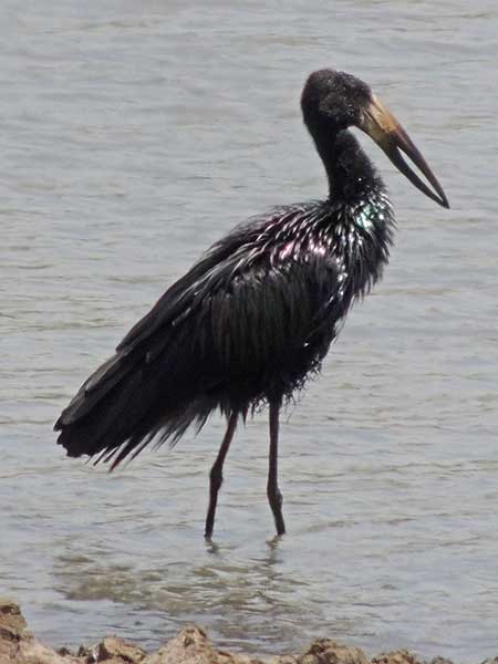 African Openbill, Anastomus lamelligerus, photo © by Michael Plagens