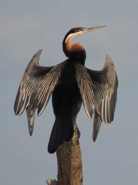 African Darter, Anhinga rufa, photo © by Michael Plagens.