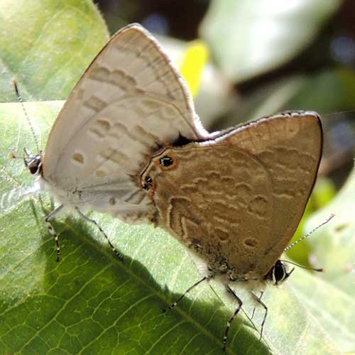 mating pair of Anthene, lycaenid butterfly from Nairobi, Kenya,  Photo © by Michael Plagens