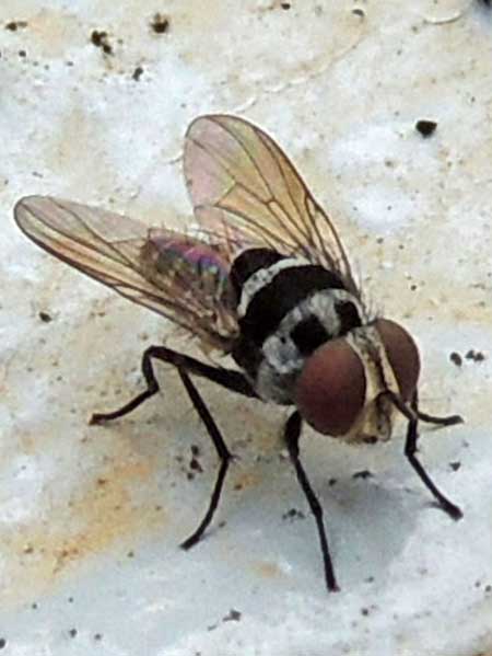 an Anthomyiidae fly species observed at Taita, Kenya. Photo © by Michael Plagens