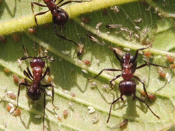 a black bean aphid, Aphis fabae, feeding on Cowpea (Kundee) from Eldoret, Kenya. Photo © by Michael Plagens