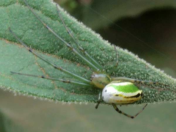 an Araneidae, Kenya. Photo © by Michael Plagens