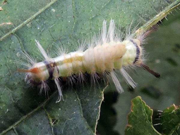 moth larva of an Arctiidae from Kenya. Photo © by Michael Plagens