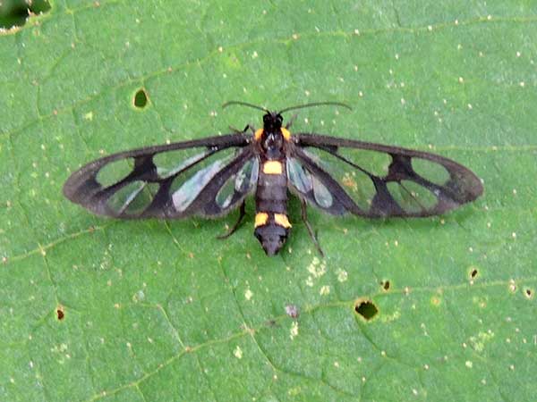 an Arctiidae, possibly Syntomini Wasp Moth, from Kenya, Africa. Photo © by Michael Plagens