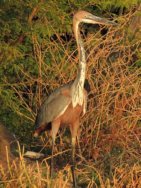 Goliath Heron, Ardea goliath, photo © by Michael Plagens