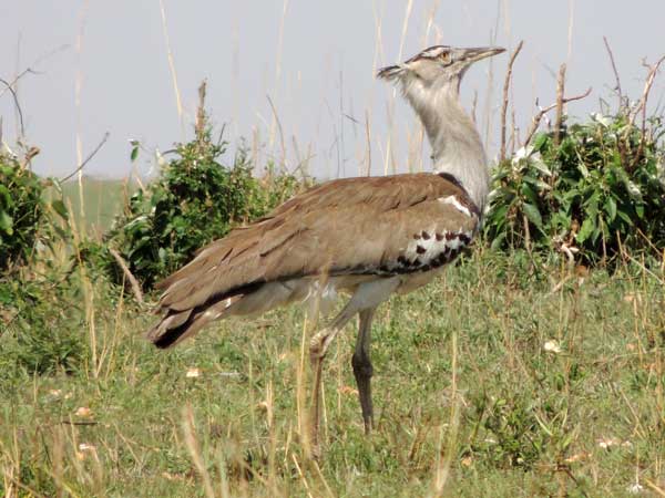 Kori Bustard, Ardeotis kori, photo © by Michael Plagens