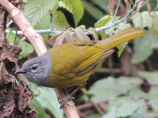 Mountain Greenbul, Arizelocichla nigriceps, photo © by Michael Plagens