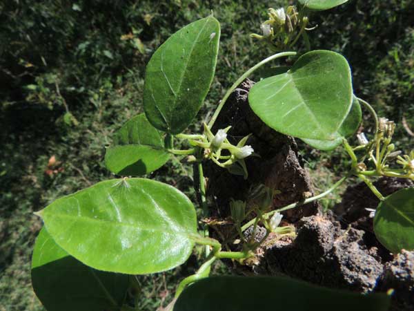 Pentarrhinum milkweed vine photo © by Michael Plagens